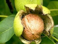 बाँदरका कारण बाँझो जग्गामा ओखरखेती